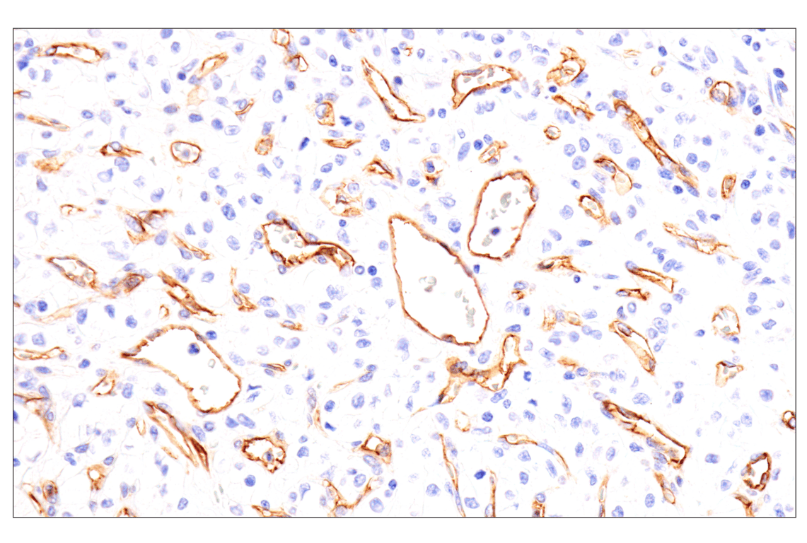 Immunohistochemistry Image 1: EMCN (E3Z4D) Rabbit Monoclonal Antibody (BSA and Azide Free)