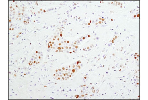 Immunohistochemistry Image 1: MCM4 (D3H6N) Rabbit Monoclonal Antibody (BSA and Azide Free)