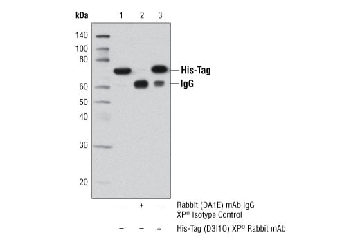 Immunoprecipitation Image 1: His-Tag (D3I1O) Rabbit Monoclonal Antibody