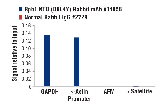 Chromatin Immunoprecipitation Image 3: Rpb1 NTD (D8L4Y) Rabbit Monoclonal Antibody