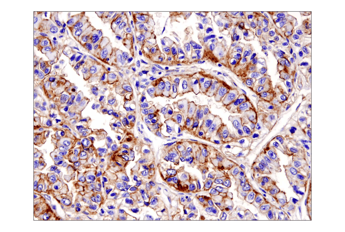 Immunohistochemistry Image 4: Na,K-ATPase alpha1 (D4Y7E) Rabbit Monoclonal Antibody