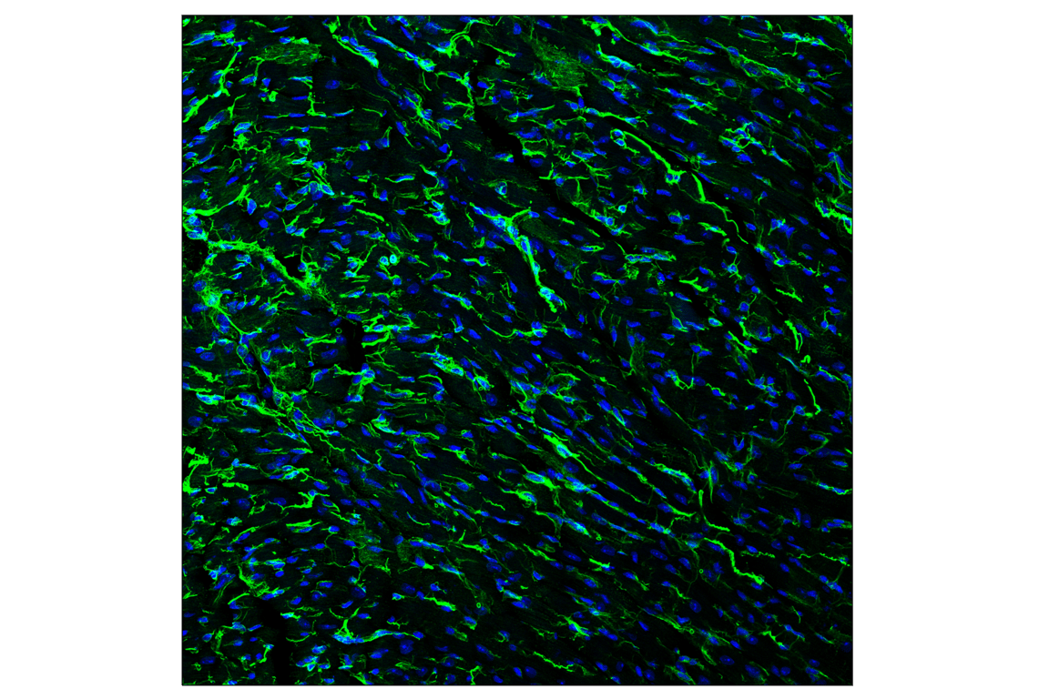 Immunofluorescence Image 2: alpha-Tubulin (11H10) Rabbit Monoclonal Antibody (BSA and Azide Free)