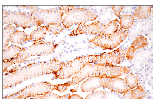 Immunohistochemistry Image 5: CD36 (E8B7S) Rabbit Monoclonal Antibody (BSA and Azide Free)