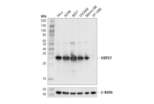 Western Blotting Image 2: HSP27 (D6W5V) Rabbit Monoclonal Antibody (BSA and Azide Free)