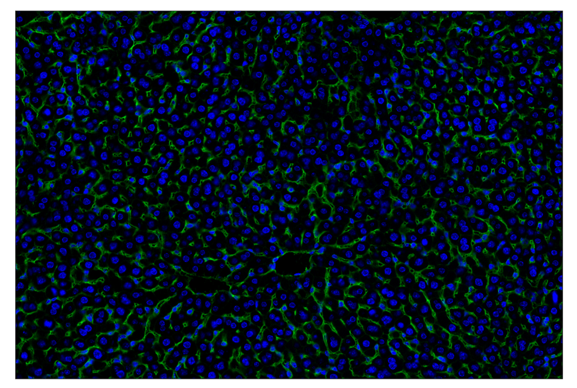 Immunohistochemistry Image 2: CD47 (E2V9V) Rabbit Monoclonal Antibody (Alexa Fluor<sup>®</sup> 488 Conjugate)