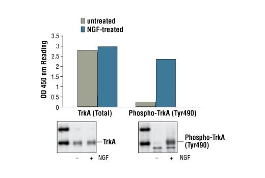 ELISA Image 1: PathScan<sup>®</sup> Phospho-TrkA (Tyr490) Sandwich ELISA Kit