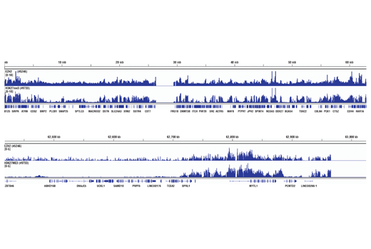 Chromatin Immunoprecipitation Image 2: Tri-Methyl-Histone H3 (Lys27) (C36B11) Rabbit Monoclonal Antibody