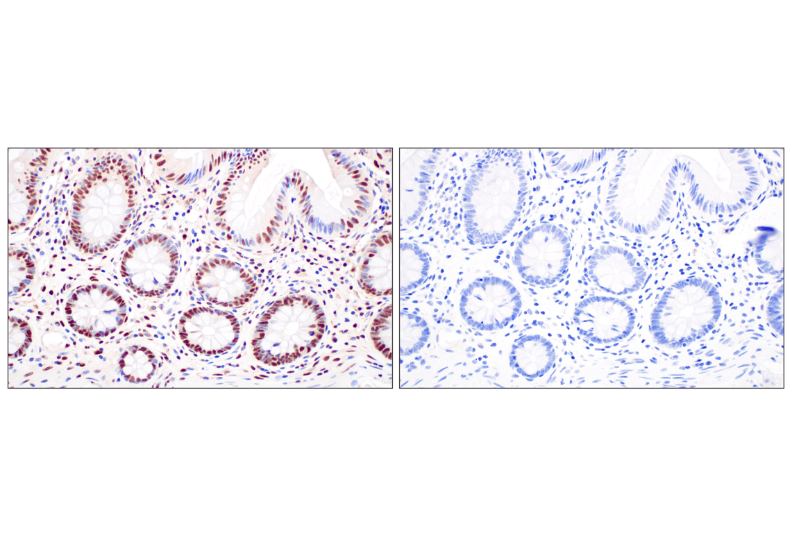 Immunohistochemistry Image 16: FKBP5 (F1G3I) Rabbit Monoclonal Antibody