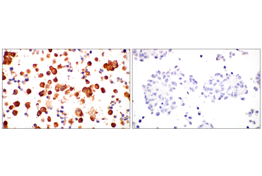 Immunohistochemistry Image 8: Villin-1 (CWWB1) Mouse Monoclonal Antibody