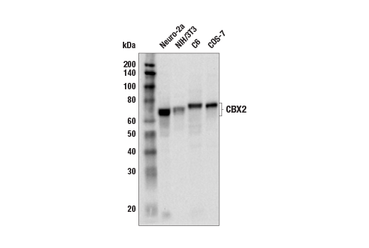 Western Blotting Image 2: CBX2 (E3N6A) Rabbit Monoclonal Antibody