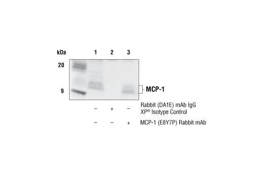 Immunoprecipitation Image 1: MCP-1 (E8Y7P) Rabbit Monoclonal Antibody