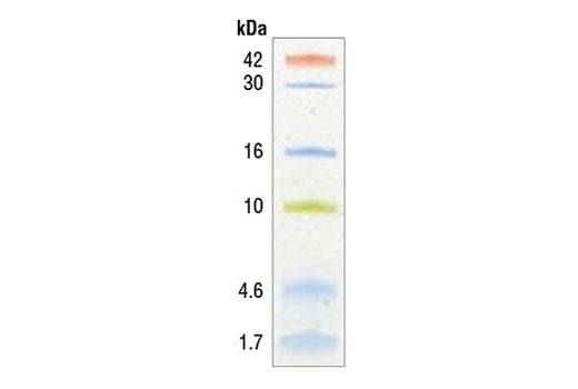 undefined Image 1: Color-coded Prestained Protein Marker, Low Range (1.7-42 kDa)