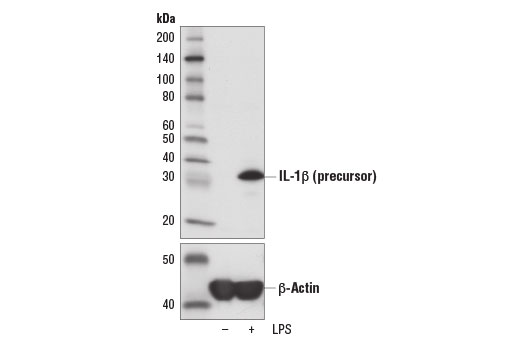 undefined Image 2: Lipopolysaccharides (LPS)