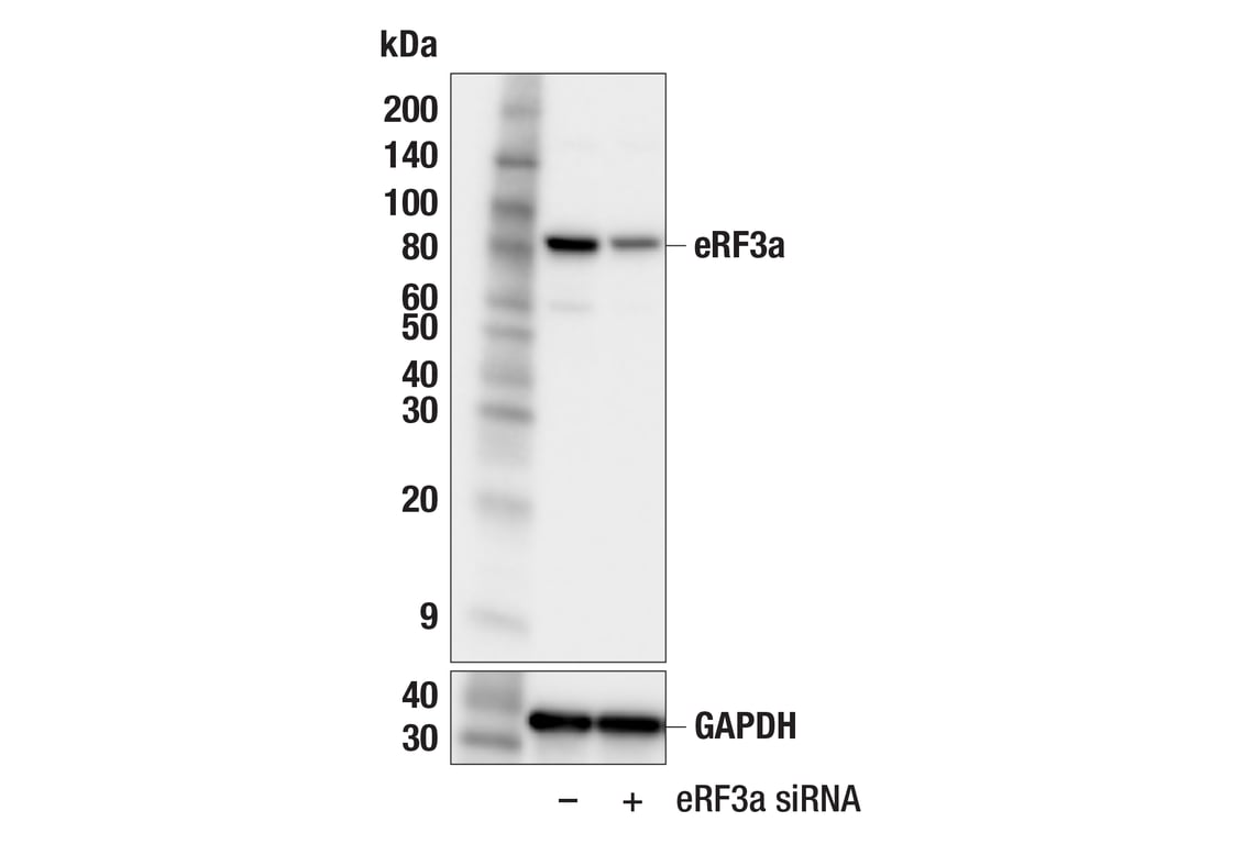Western Blotting Image 2: eRF3a (F9H3X) Rabbit Monoclonal Antibody