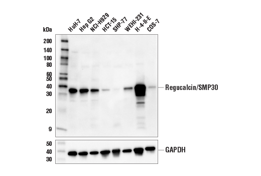 Western Blotting Image 1: Regucalcin/SMP30 (E3L6L) Rabbit mAb