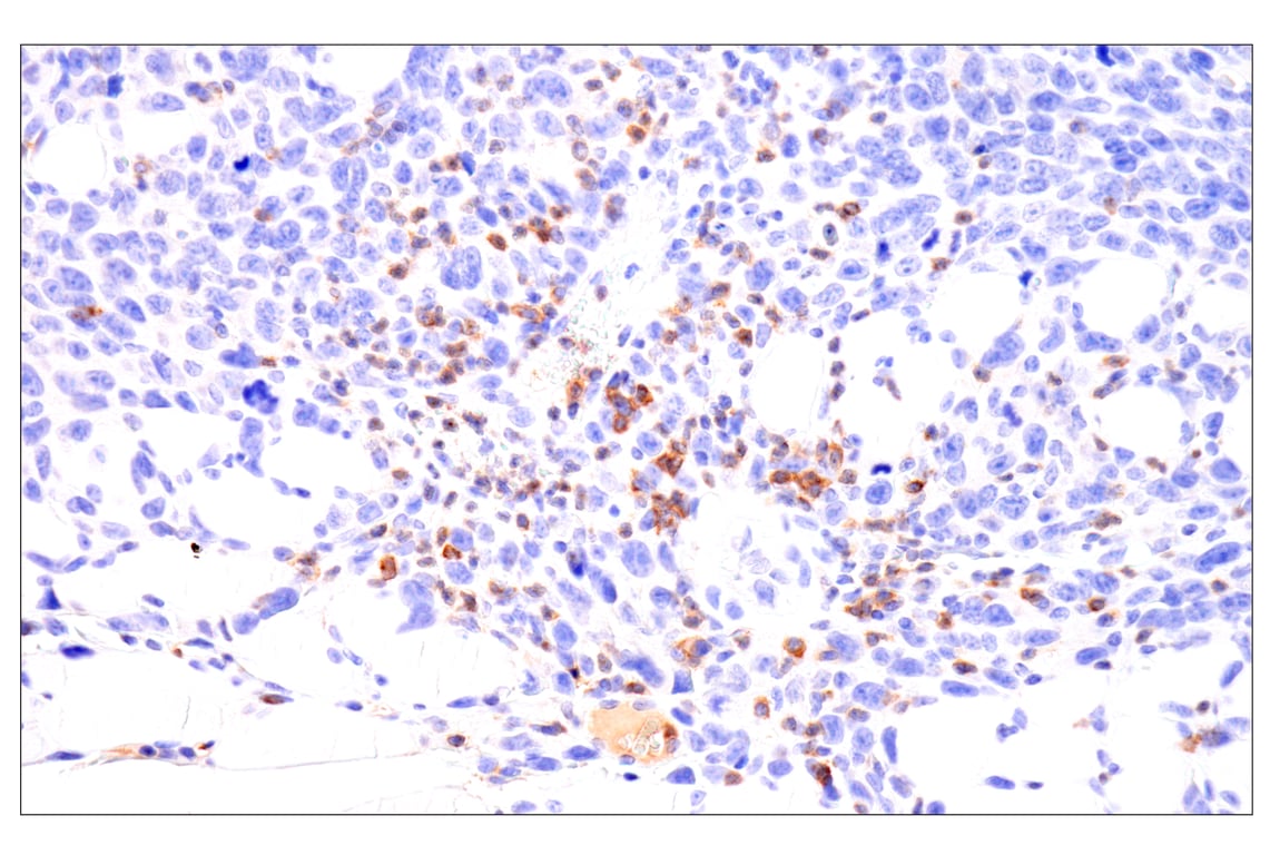 Immunohistochemistry Image 3: CD62L/L-Selectin (E7L2M) Rabbit Monoclonal Antibody (BSA and Azide Free)