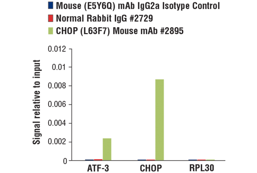 Chromatin Immunoprecipitation Image 1: Mouse (E5Y6Q) Monoclonal Antibody IgG2a Isotype Control