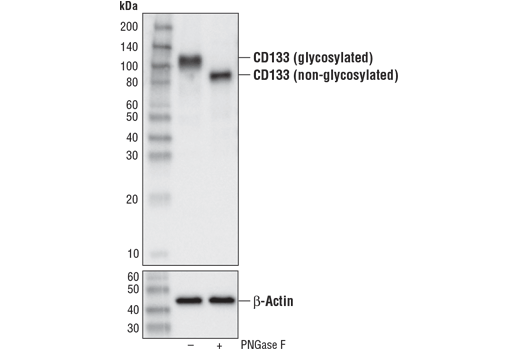 Western Blotting Image 2: CD133 (A3G6K) Rabbit Monoclonal Antibody