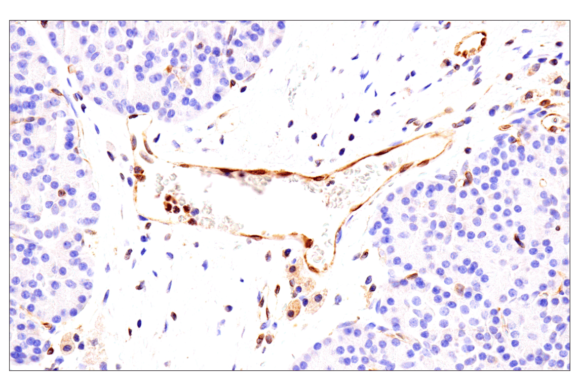 Immunohistochemistry Image 8: HLA-E (MEM-E/02) Mouse Monoclonal Antibody