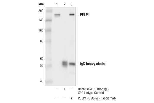 Immunoprecipitation Image 1: PELP1 (D5Q4W) Rabbit Monoclonal Antibody