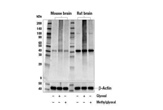 Western Blotting Image 2: Carboxymethyl/Carboxyethyl Lysine (E5C5H) Rabbit Monoclonal Antibody