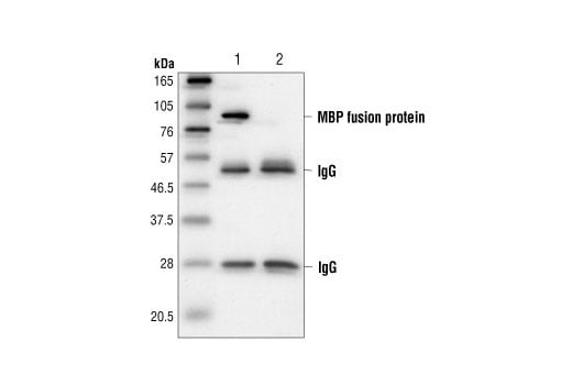 Immunoprecipitation Image 1: MBP-Tag (8G1) Mouse Monoclonal Antibody