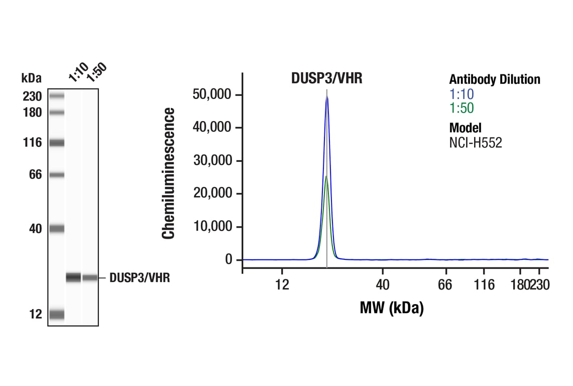 Western Blotting Image 1: DUSP3/VHR (F5R7B) Rabbit Monoclonal Antibody