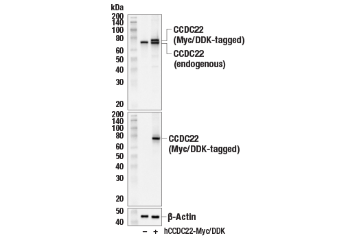 Western Blotting Image 3: CCDC22 (E3F5L) Rabbit Monoclonal Antibody