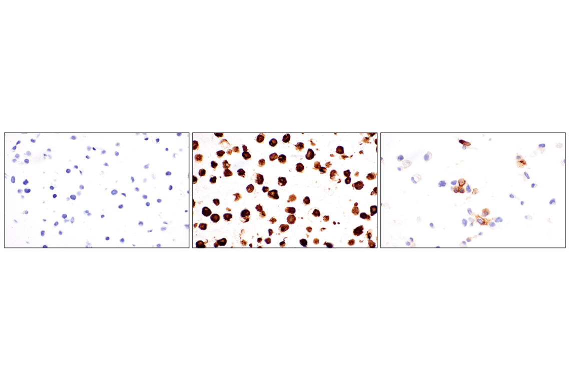 Immunohistochemistry Image 12: CEACAM7 (E5Q6X) Rabbit Monoclonal Antibody