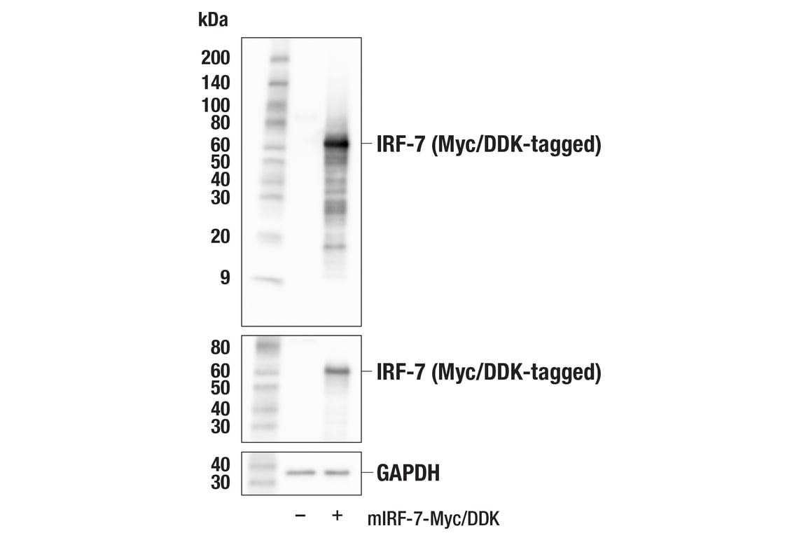 Western Blotting Image 2: IRF-7 (E2U6L) Rabbit Monoclonal Antibody