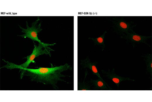 Immunofluorescence Image 1: GSK-3 beta (3D10) Mouse Monoclonal Antibody (BSA and Azide Free)