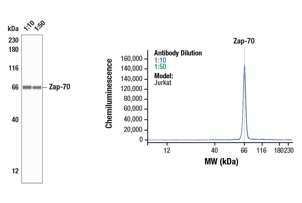 Western Blotting Image 1: Zap-70 (D1C10E) Rabbit Monoclonal Antibody