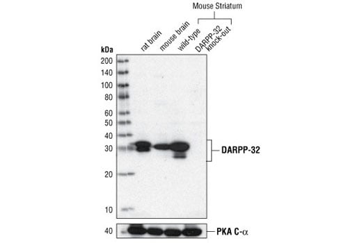 Western Blotting Image 2: DARPP-32 (19A3) Rabbit Monoclonal Antibody