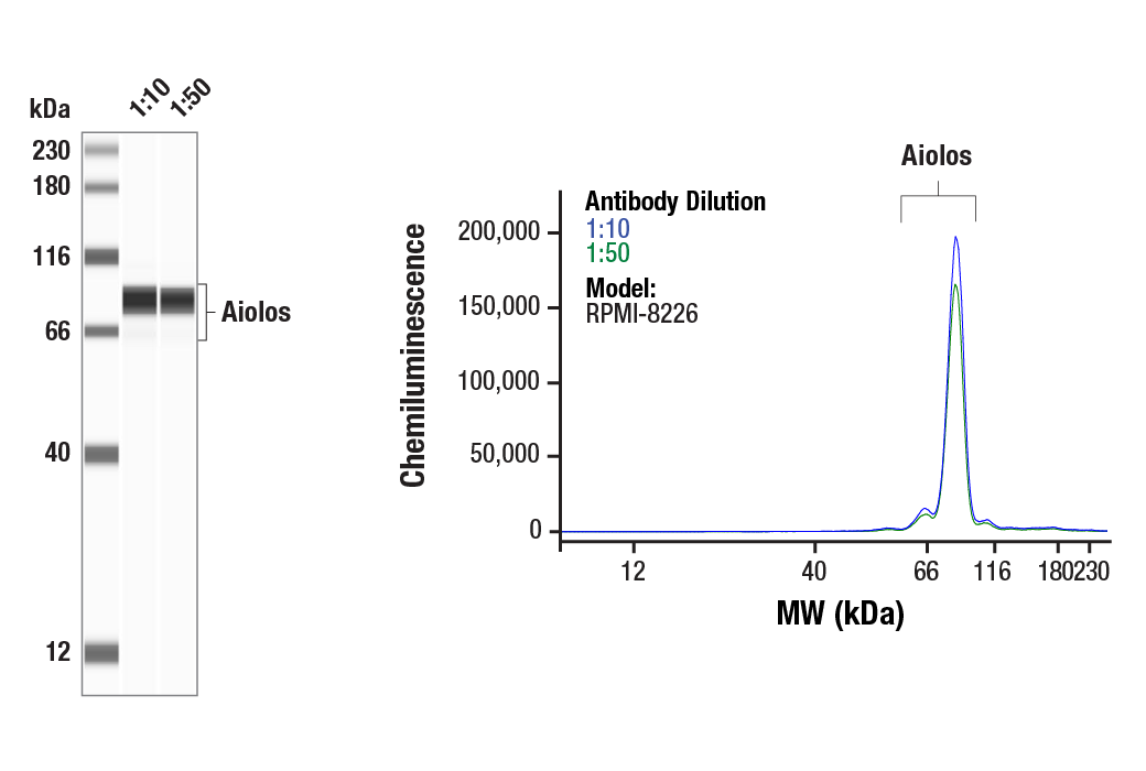 Western Blotting Image 1: Aiolos (D1C1E) Rabbit Monoclonal Antibody