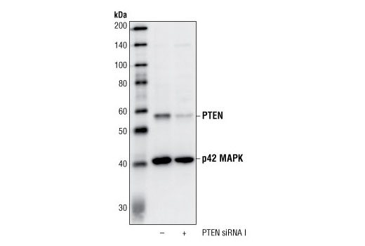 Western Blotting Image 2: PTEN (138G6) Rabbit Monoclonal Antibody (BSA and Azide Free)