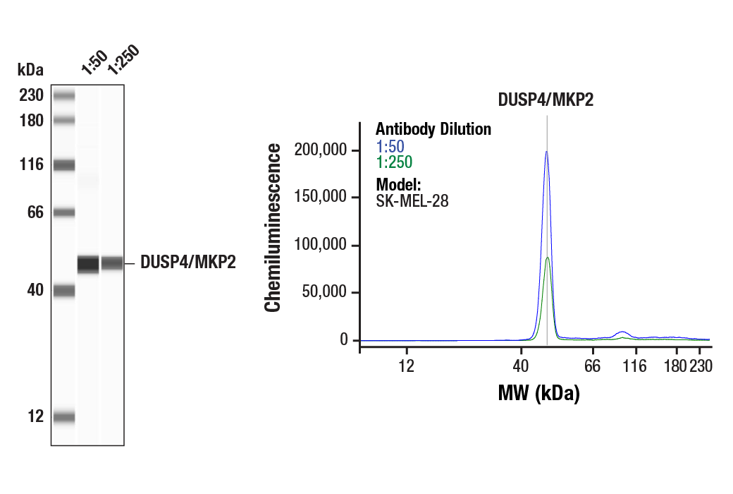 Western Blotting Image 1: DUSP4/MKP2 (D9A5) Rabbit Monoclonal Antibody