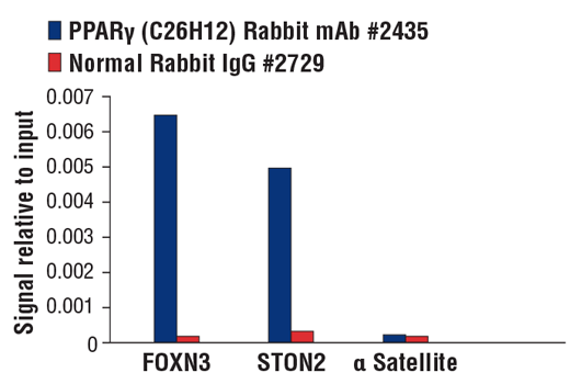 Chromatin Immunoprecipitation Image 3: PPAR gamma (C26H12) Rabbit Monoclonal Antibody