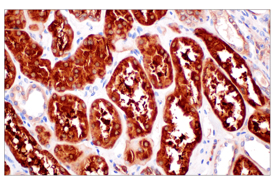 Immunohistochemistry Image 9: SHMT1 (F5Q3S) Rabbit Monoclonal Antibody