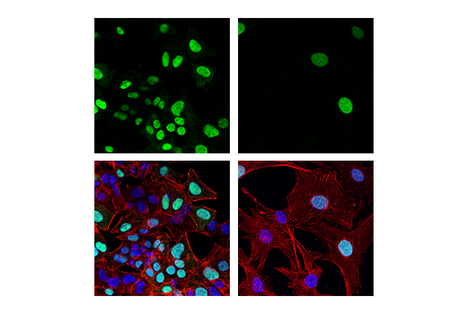 Immunofluorescence Image 1: Geminin (E5Q9S) XP<sup>®</sup> Rabbit mAb (BSA and Azide Free)