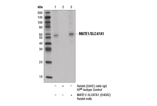 Immunoprecipitation Image 1: MATE1/SLC47A1 (D4C6Z) Rabbit Monoclonal Antibody