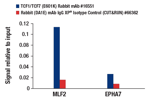 CUT & RUN Image 3: TCF1/TCF7 (E6O1K) Rabbit Monoclonal Antibody