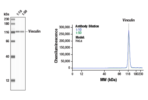 Western Blotting Image 1: Vinculin (E1E9V) Rabbit Monoclonal Antibody