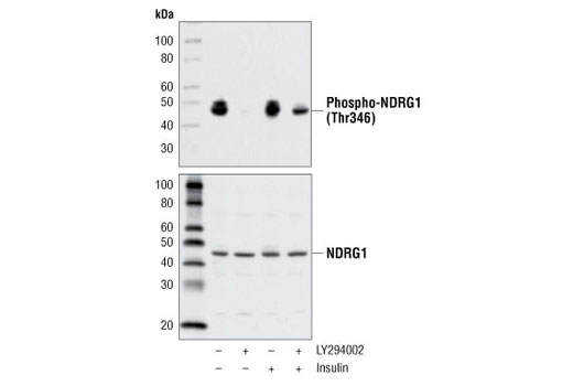 Western Blotting Image 1: Phospho-NDRG1 (Thr346) (D98G11) Rabbit Monoclonal Antibody (BSA and Azide Free)