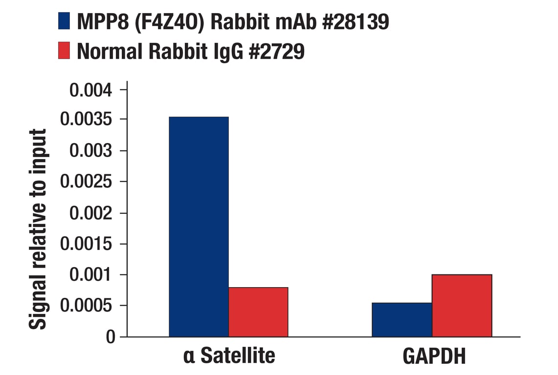 Chromatin Immunoprecipitation Image 1: MPP8 (F4Z4O) Rabbit Monoclonal Antibody
