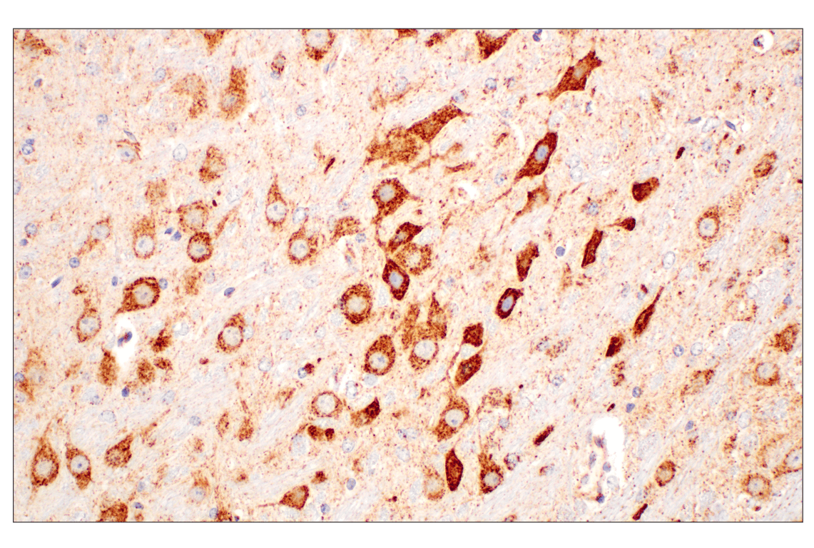 Immunohistochemistry Image 11: GOT2 (F4P3R) Rabbit Monoclonal Antibody (BSA and Azide Free)