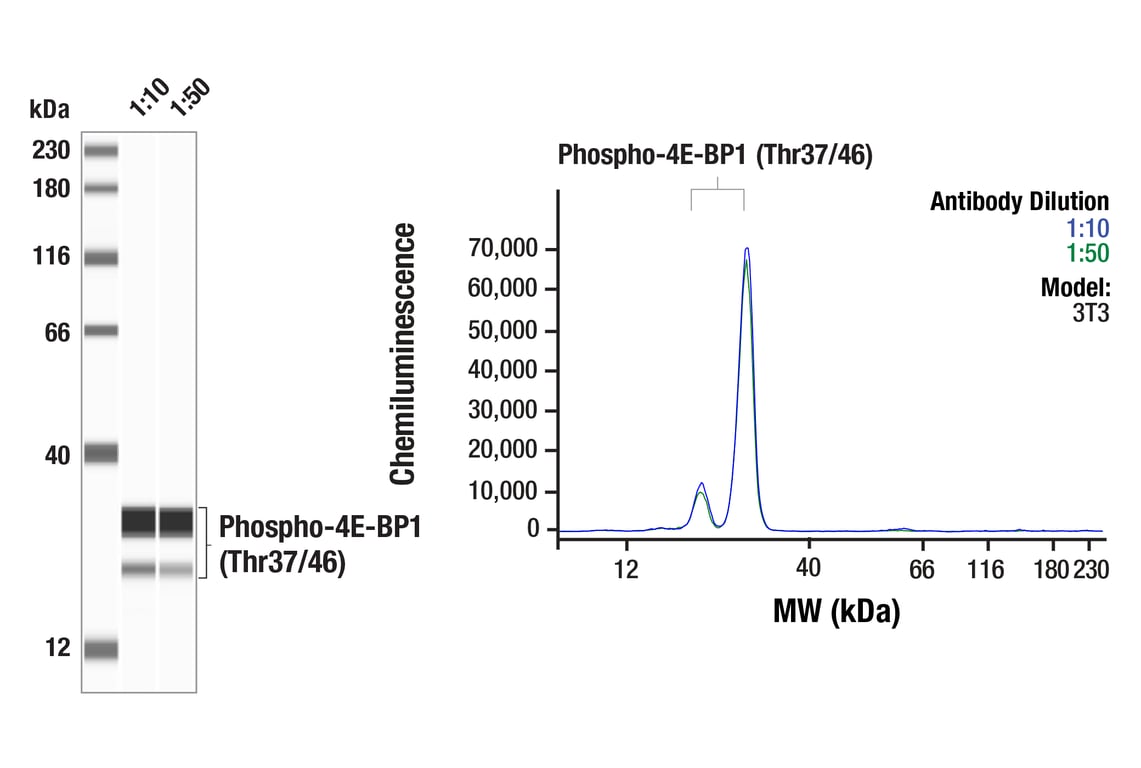 undefined Image 21: mTOR Substrates Antibody Sampler Kit