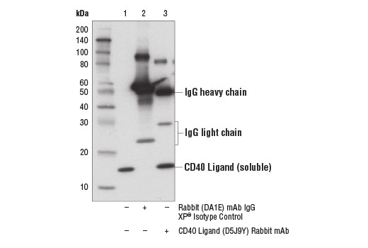 Immunoprecipitation Image 1: CD40 Ligand (D5J9Y) Rabbit Monoclonal Antibody