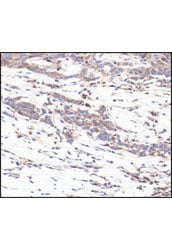 Immunohistochemistry Image 3: S6 Ribosomal Protein (54D2) Mouse Monoclonal Antibody (BSA and Azide Free)