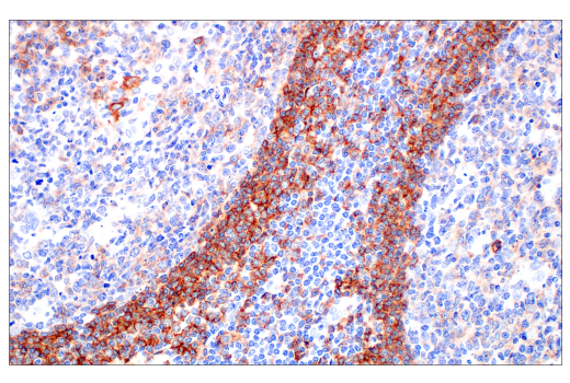 Immunohistochemistry Image 3: Fc-gammaRIIB (E4D2F) Rabbit Monoclonal Antibody (BSA and Azide Free)