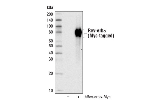 Western Blotting Image 2: Rev-Erb-alpha (E1Y6D) Rabbit Monoclonal Antibody